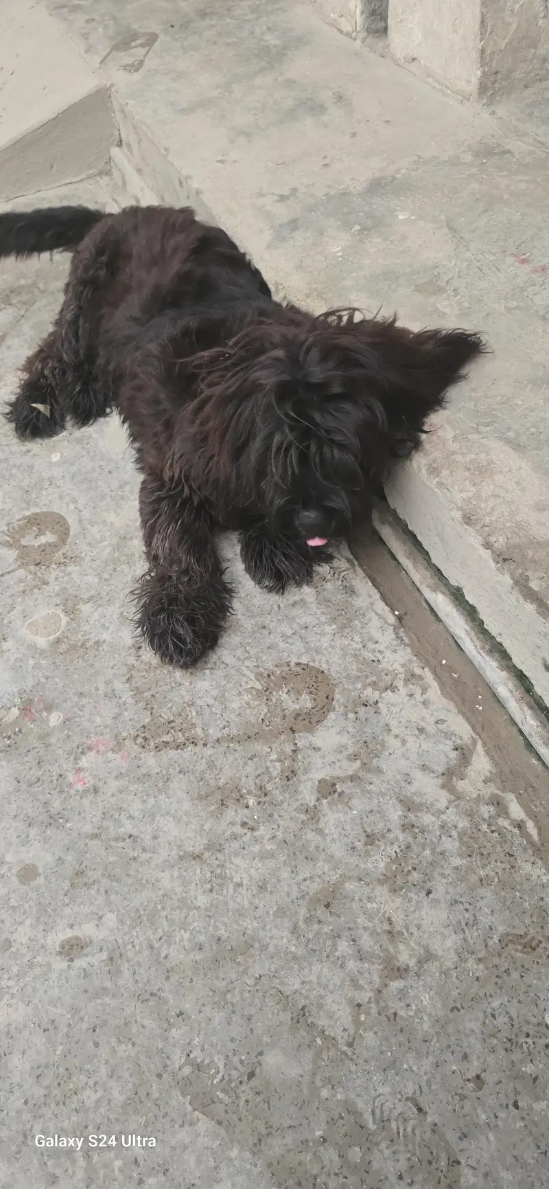 shitzu puppy for sale — photo 3