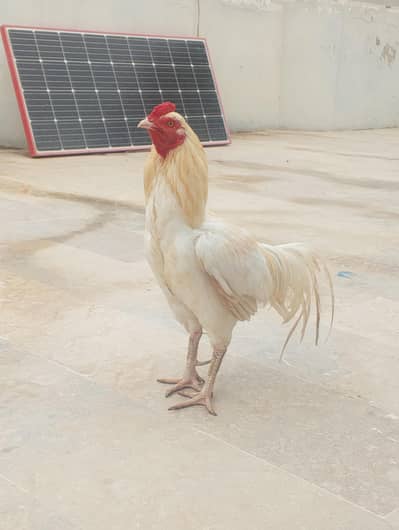 Aseel Mianwali Murgha