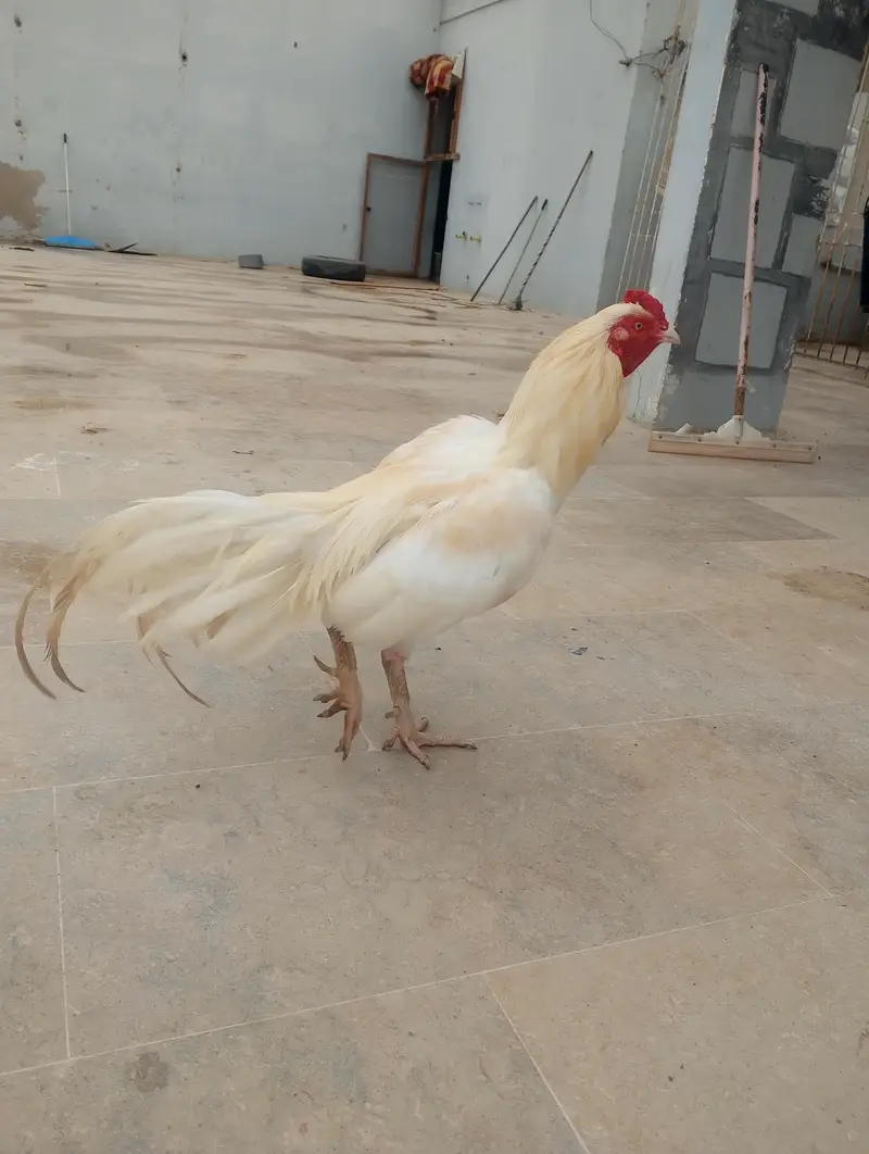 Aseel Mianwali Murgha — photo 2