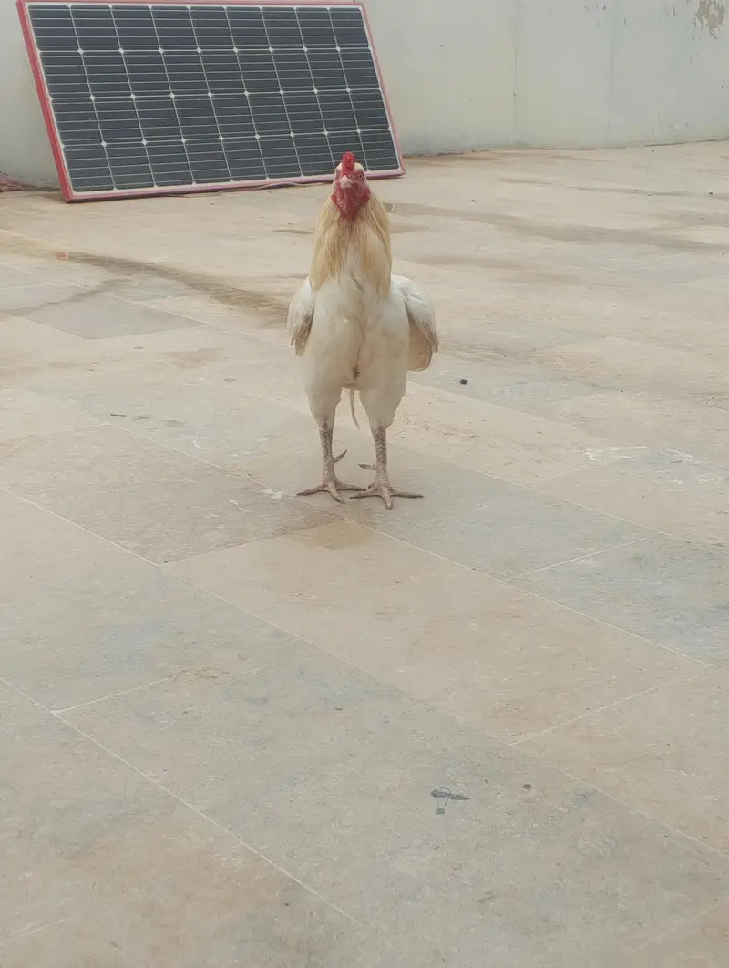 Aseel Mianwali Murgha — photo 3
