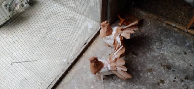 Fancy Pigeons For Sale