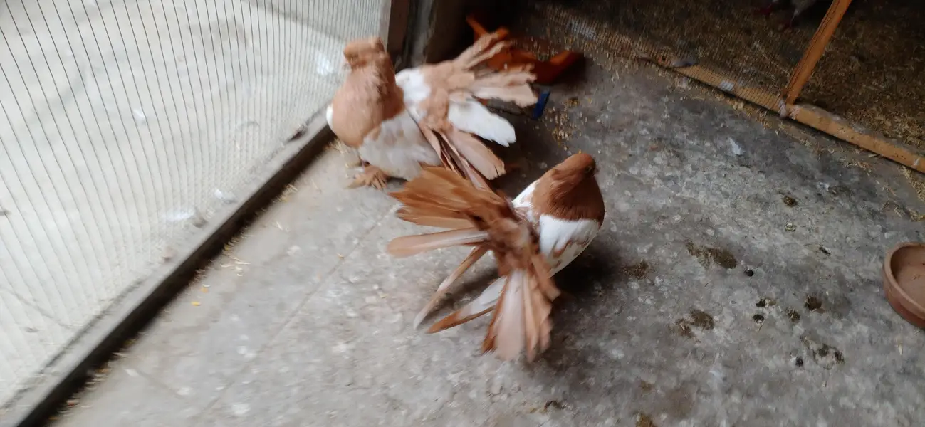 Fancy Pigeons For Sale — photo 2