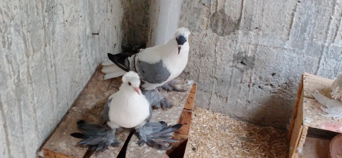 Fancy Pigeons For Sale — photo 3
