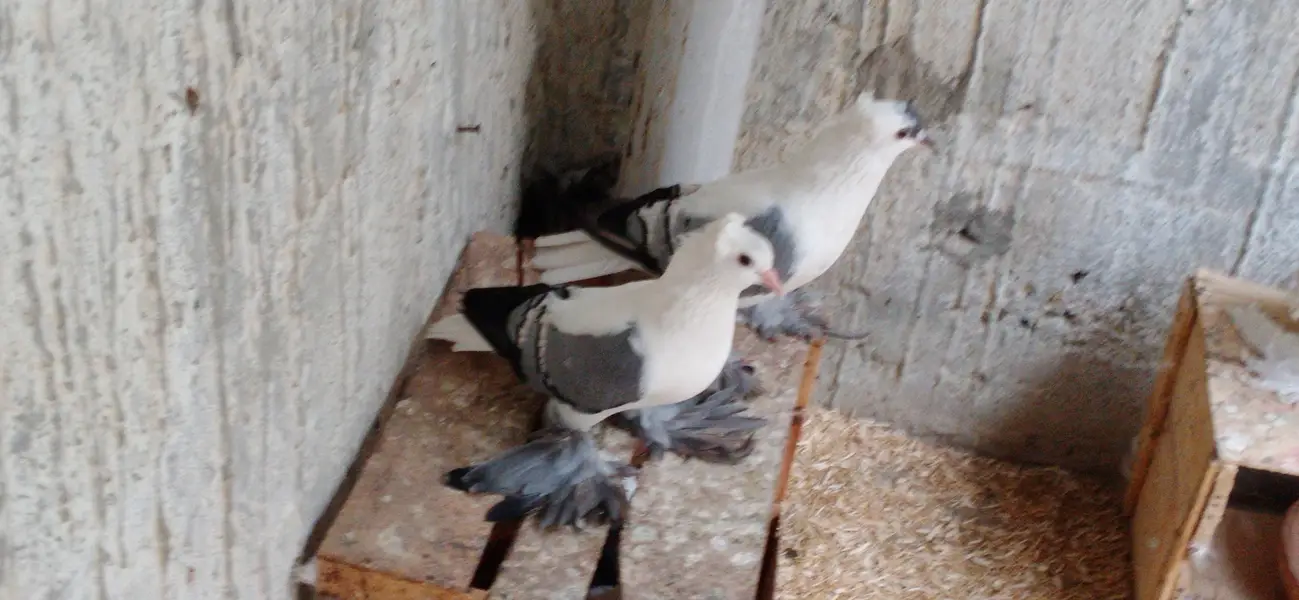 Fancy Pigeons For Sale — photo 4