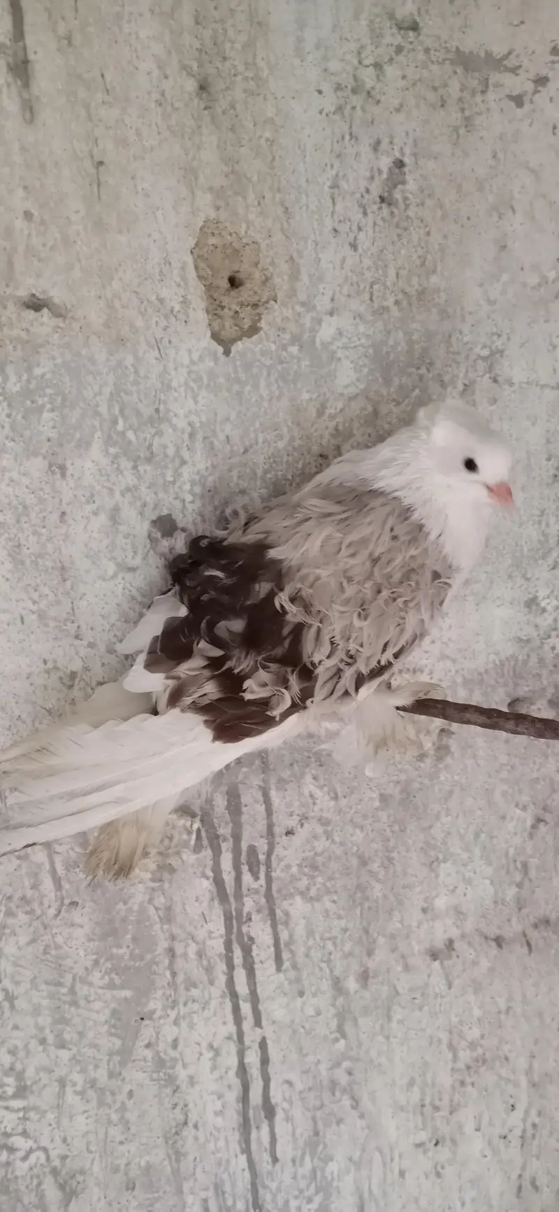 Fancy Pigeons For Sale — photo 5