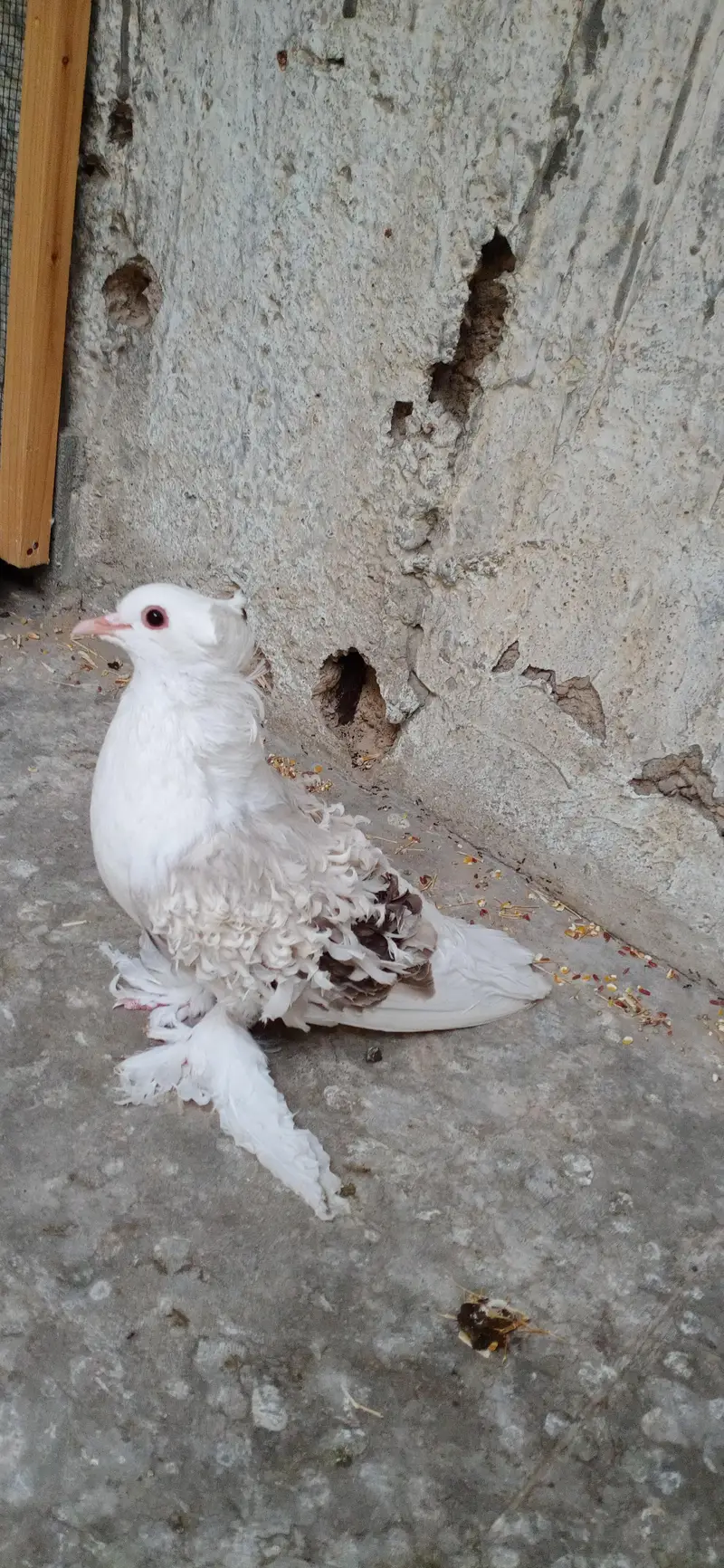 Fancy Pigeons For Sale — photo 6
