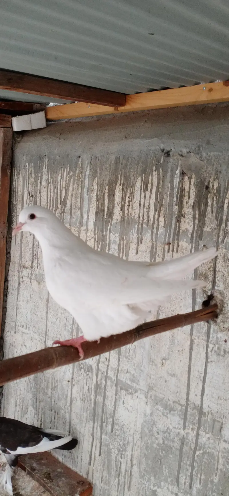 Fancy Pigeons For Sale — photo 7