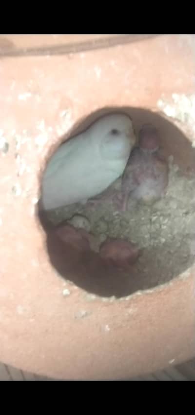 budgie pair with Chick's