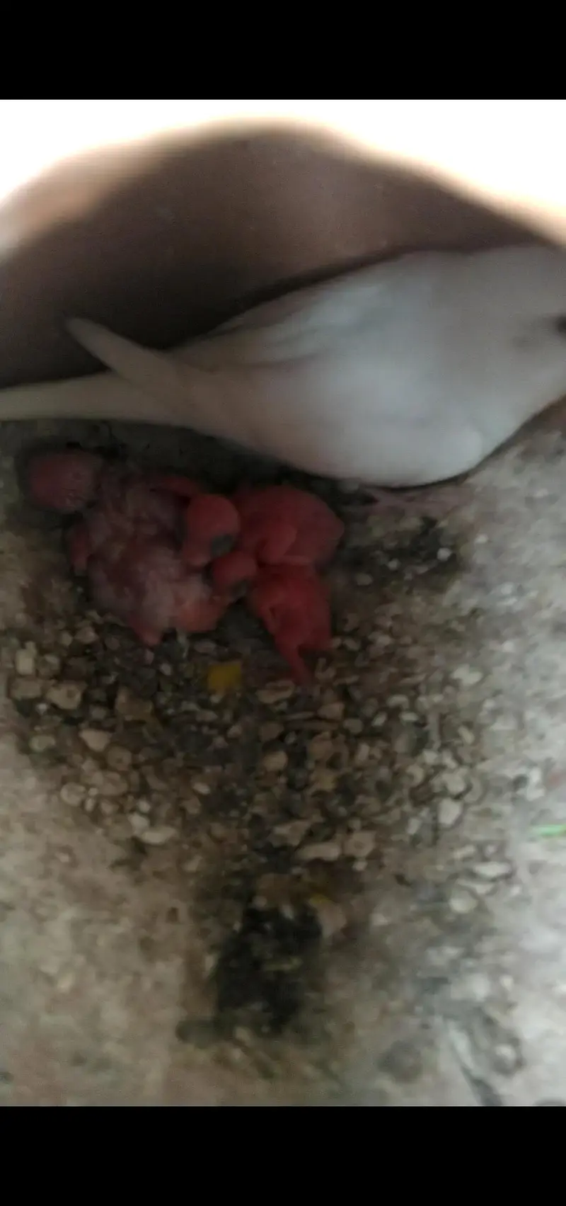 budgie pair with Chick's — photo 2