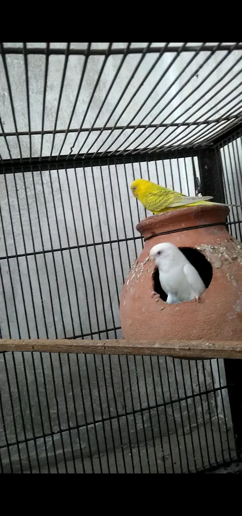 budgie pair with Chick's — photo 3