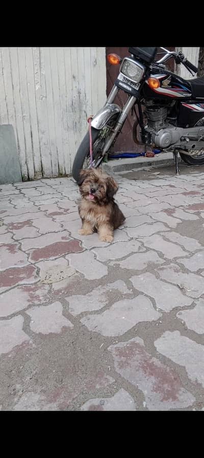 shitzu triple coat female puppy
