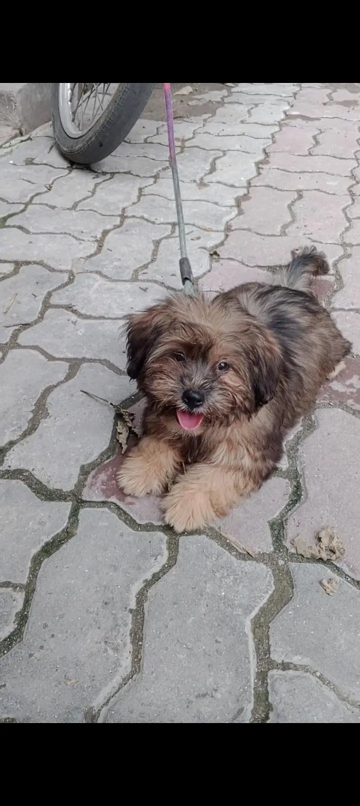 shitzu triple coat female puppy — photo 2