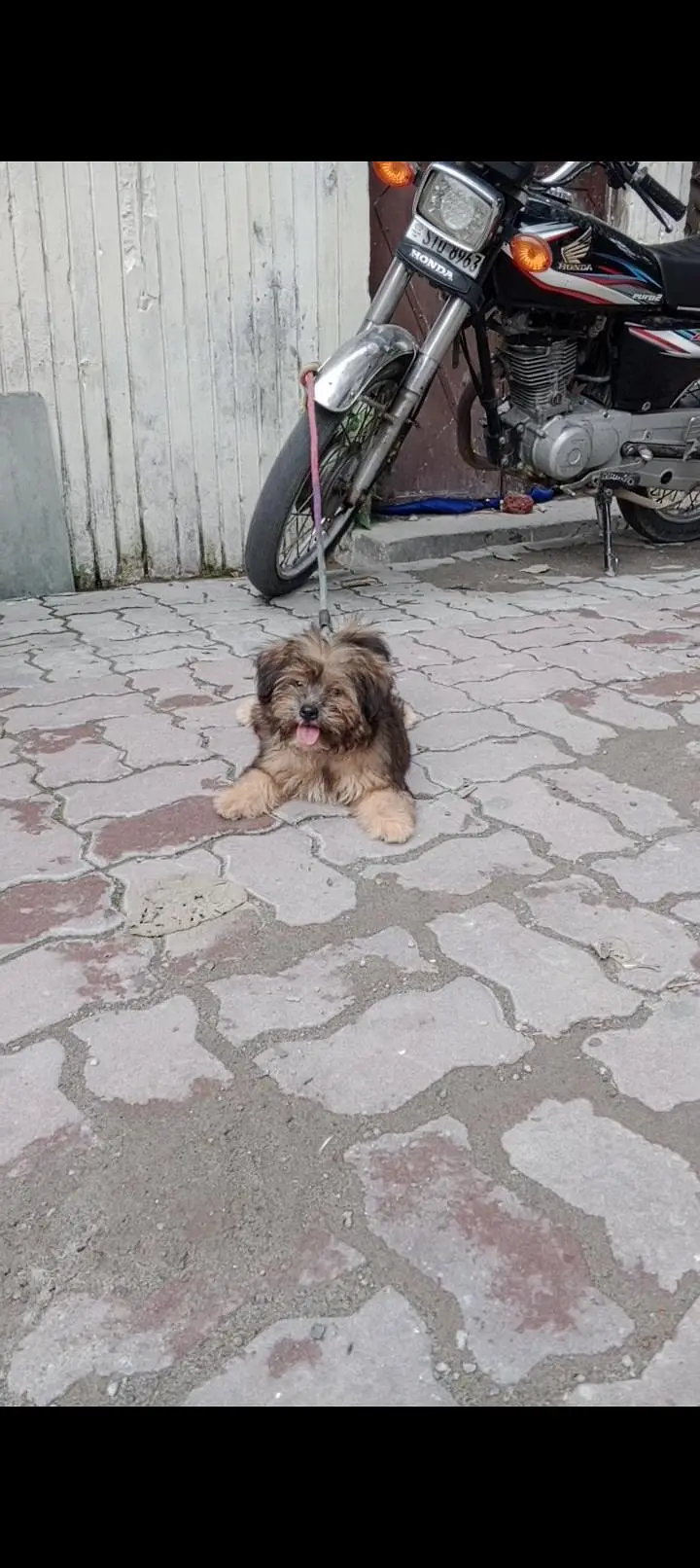 shitzu triple coat female puppy — photo 3