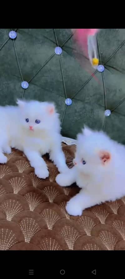 Quality Persian cat & Kittens. Male & female 03479996792. whatsapp