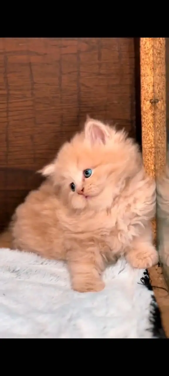 Quality Persian Punchface cat & kitten. moreWhatsApp 03704602354 — photo 2