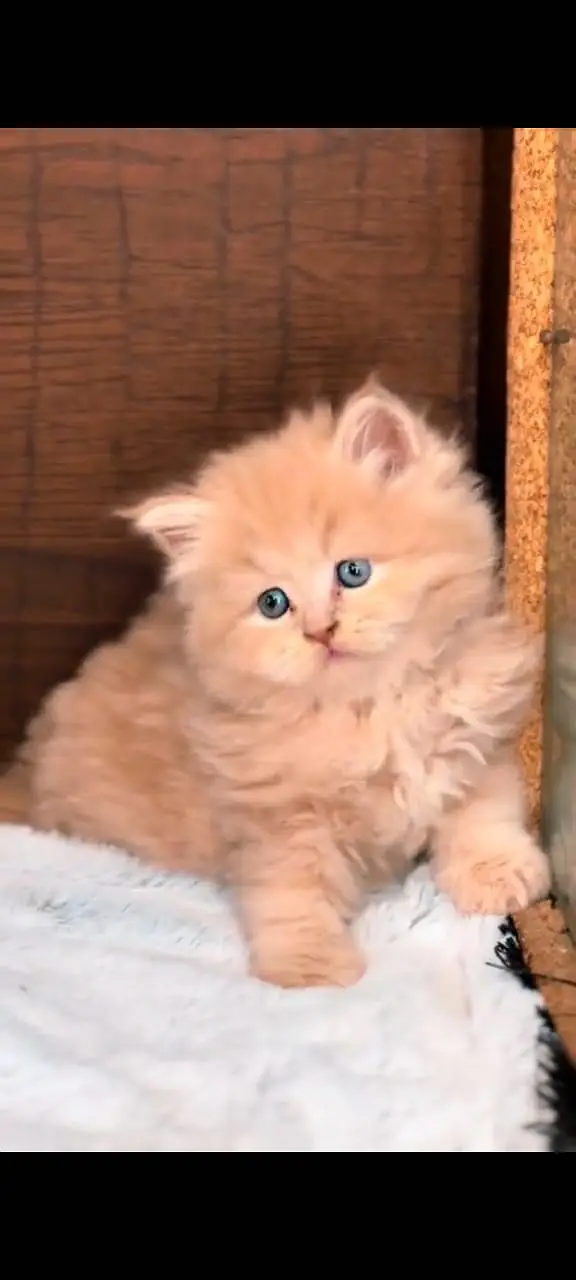 Quality Persian Punchface cat & kitten. moreWhatsApp 03704602354 — photo 3