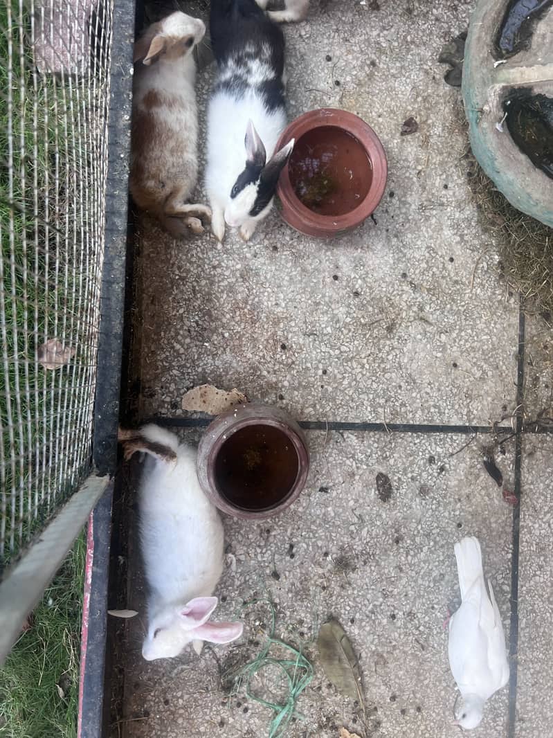 Rabits 1