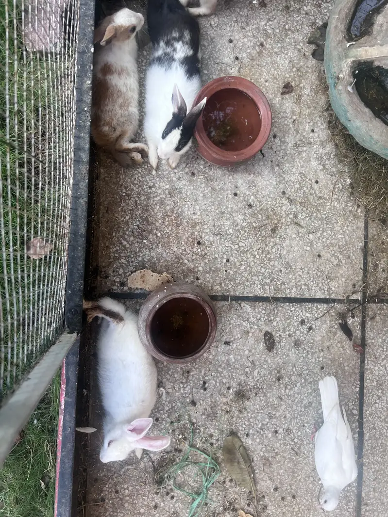 Rabits — photo 2