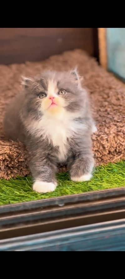 Quality Persian Punchface cat & kitten. moreWhatsApp 03704602354