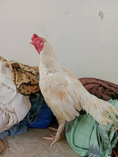 Aseel Murga For Sale