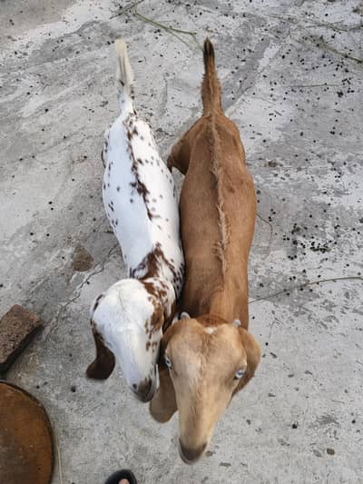 goats female