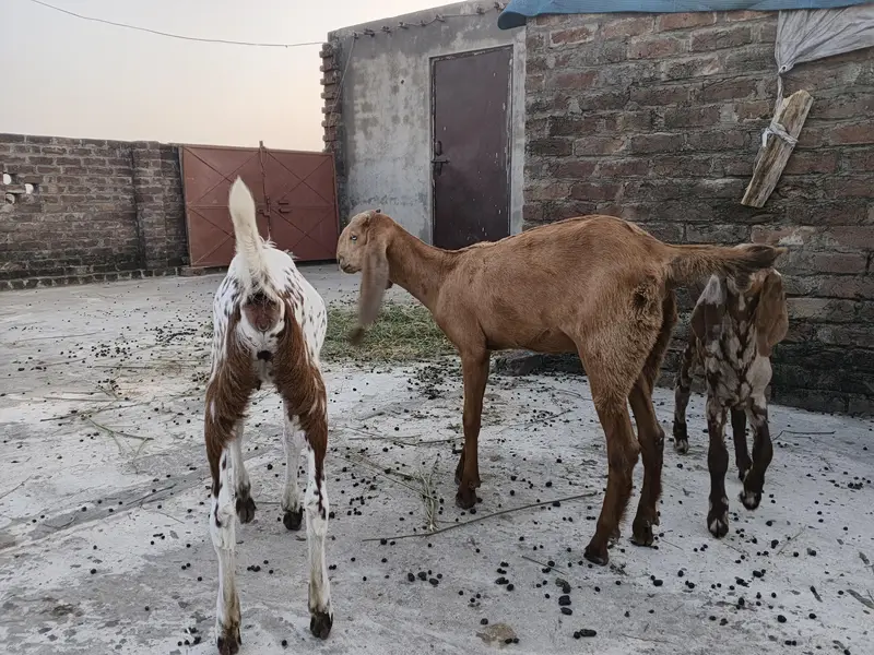 goats female — photo 2