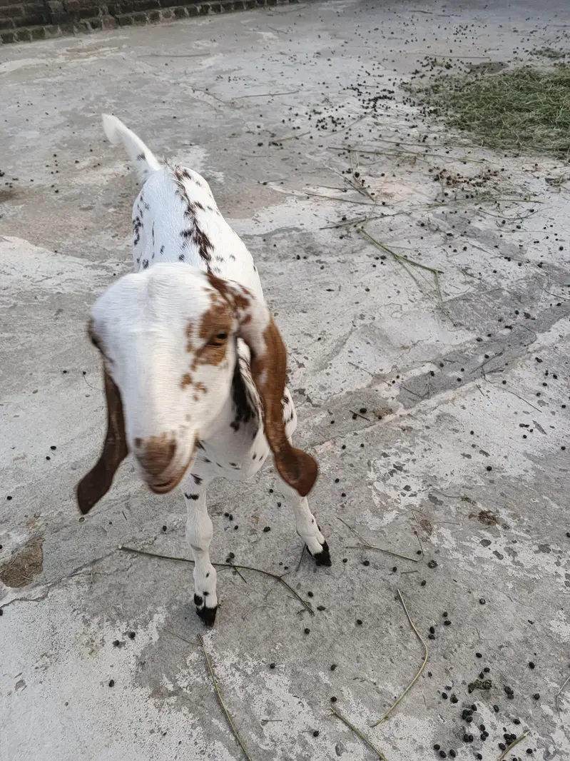 goats female — photo 3