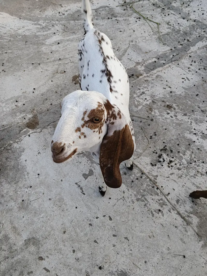 goats female — photo 4