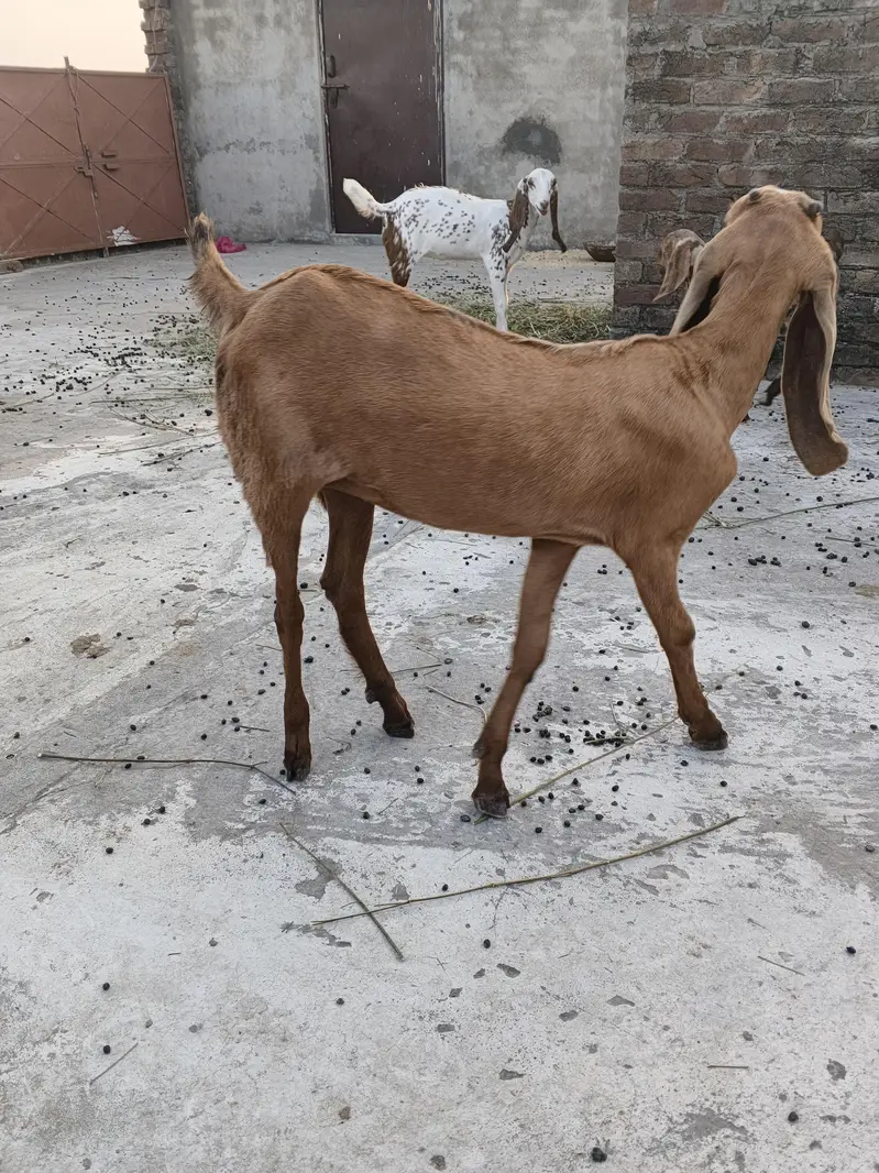 goats female — photo 5