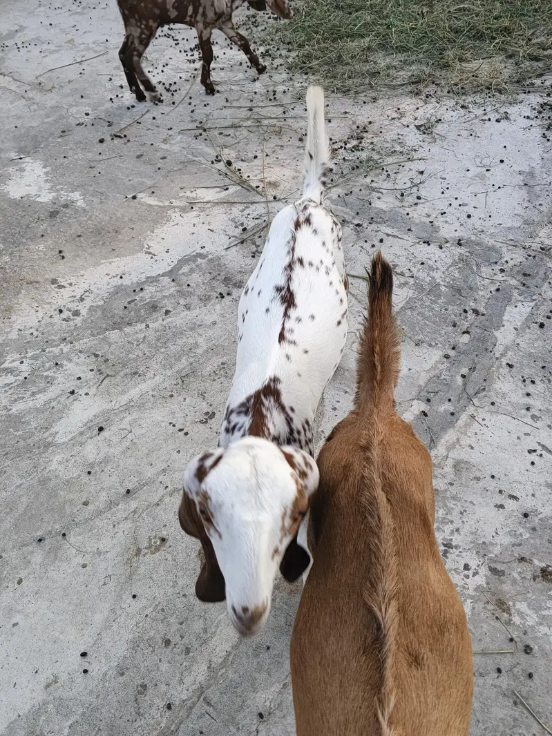 goats female — photo 6