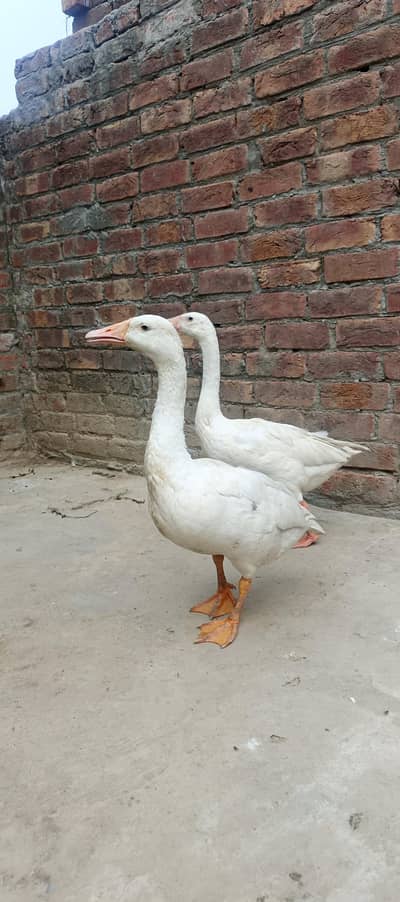 for sale