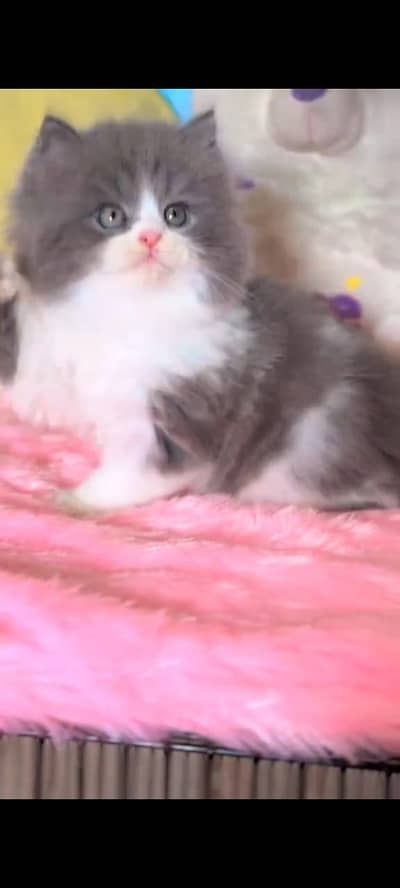 Quality Persian Punchface cat & kitten. moreWhatsApp 03704602354