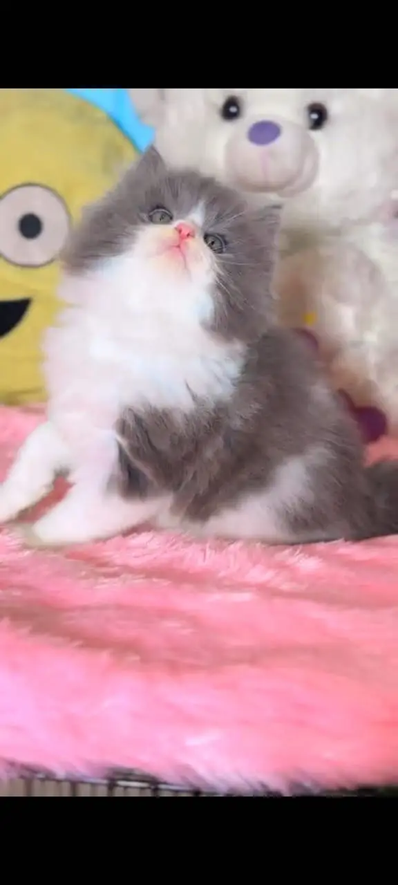 Quality Persian Punchface cat & kitten. moreWhatsApp 03704602354 — photo 2