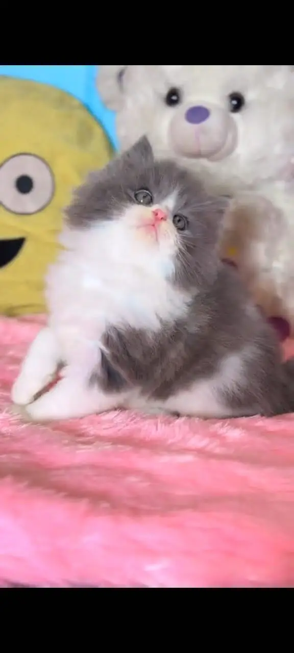 Quality Persian Punchface cat & kitten. moreWhatsApp 03704602354 — photo 3