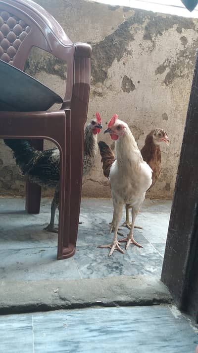 Healthy desi hens full set