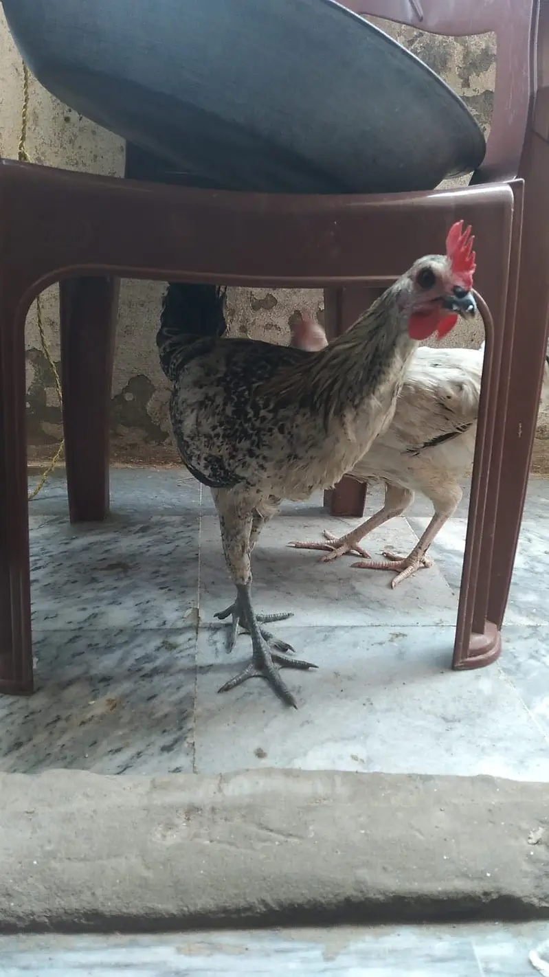 Healthy desi hens full set — photo 2