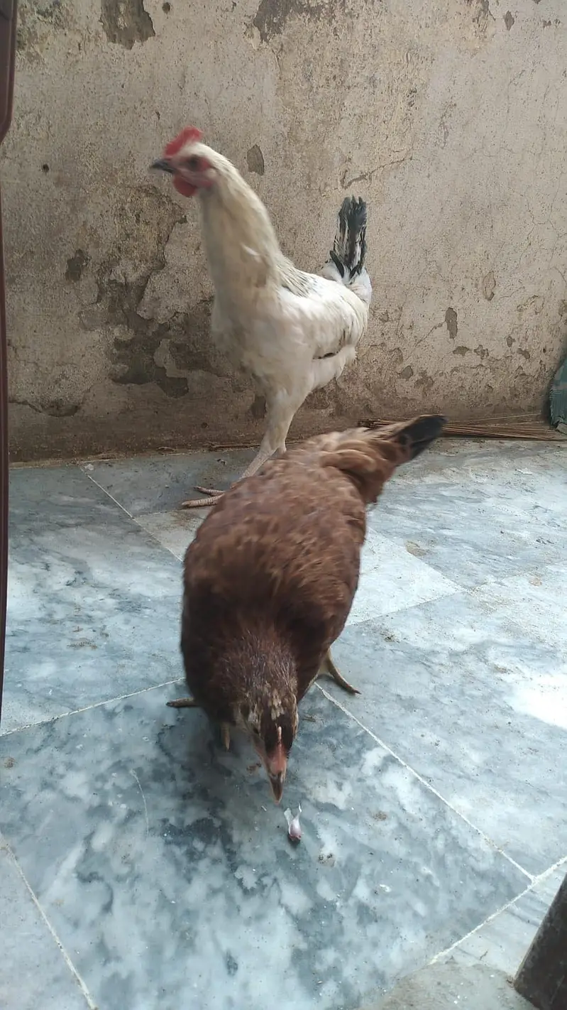 Healthy desi hens full set — photo 3