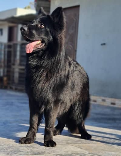 Black shaperd puppies