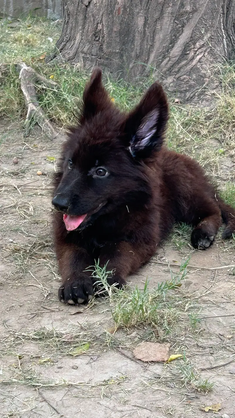 Black shaperd puppies — photo 2
