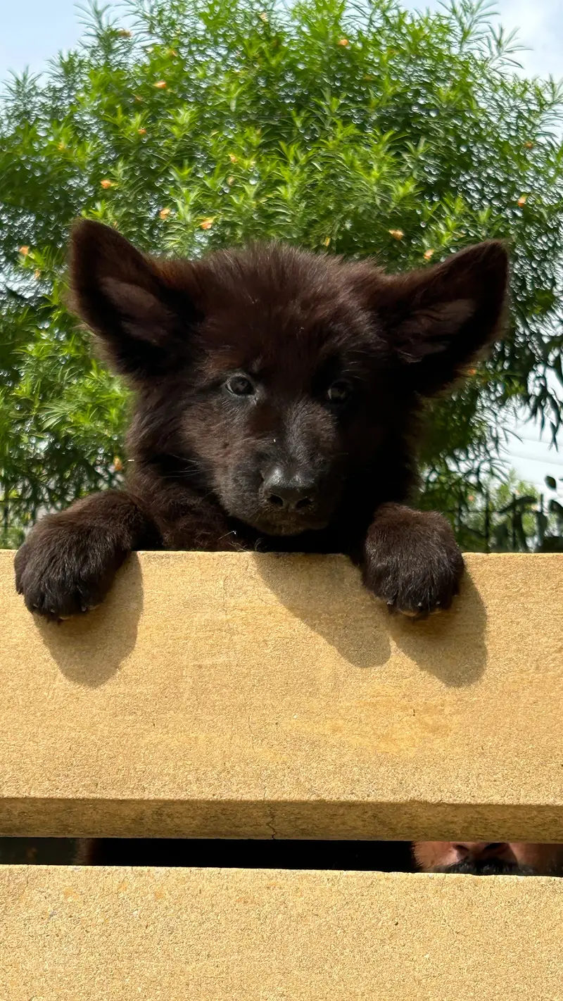 Black shaperd puppies — photo 3