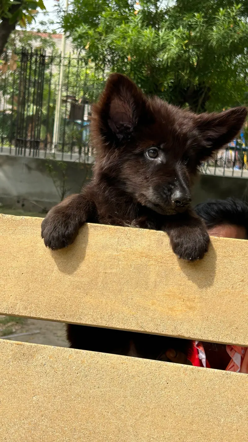 Black shaperd puppies — photo 4