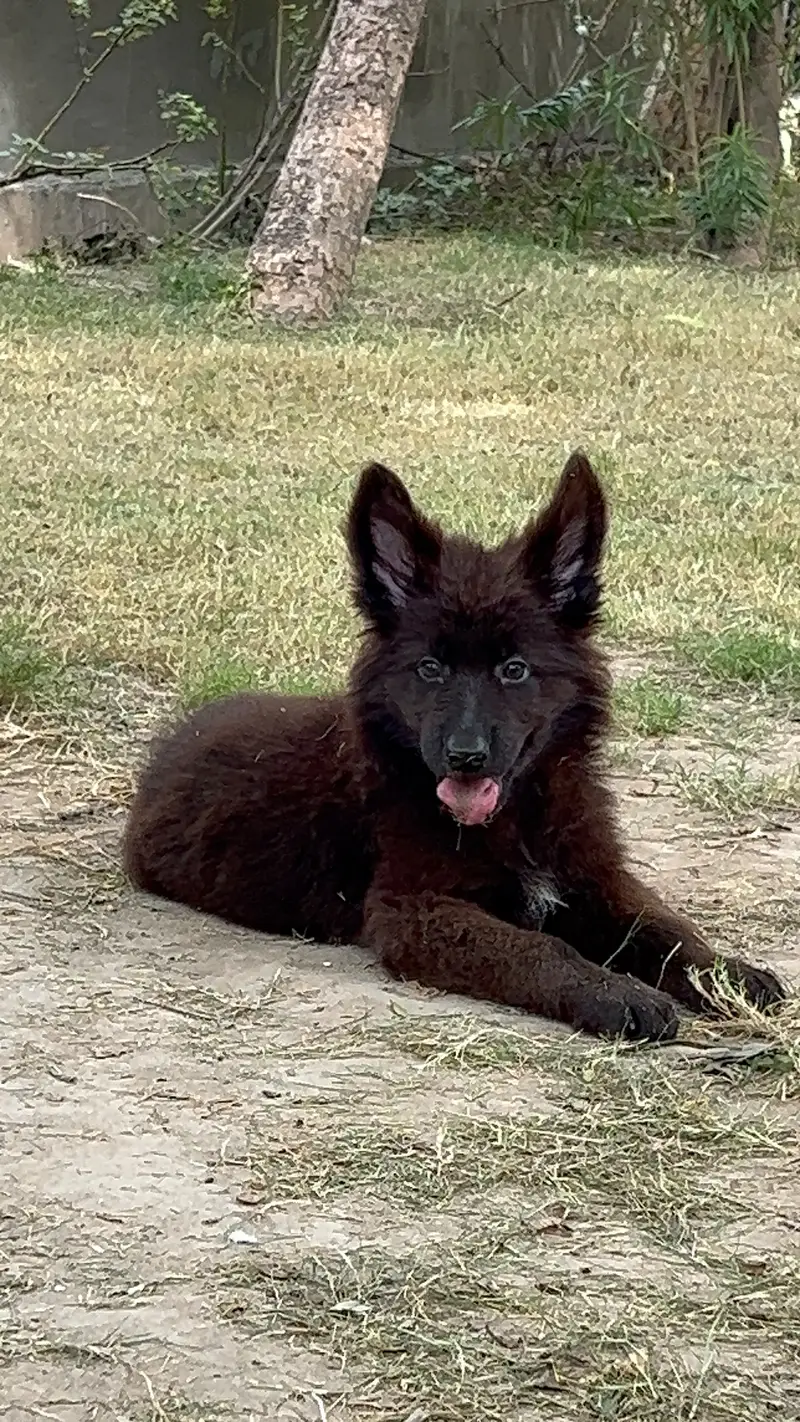 Black shaperd puppies — photo 5