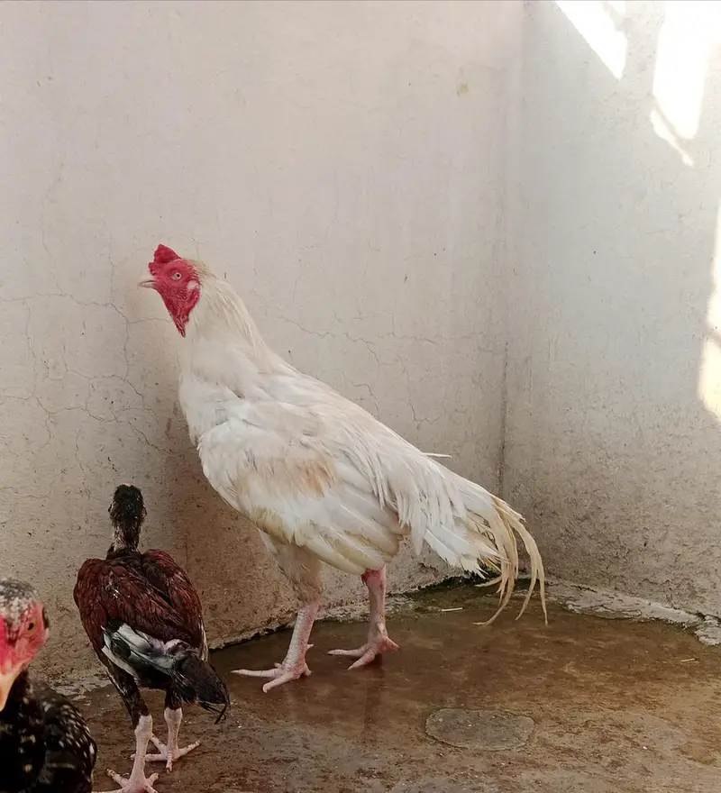 Aseel Murga For Sale — photo 5