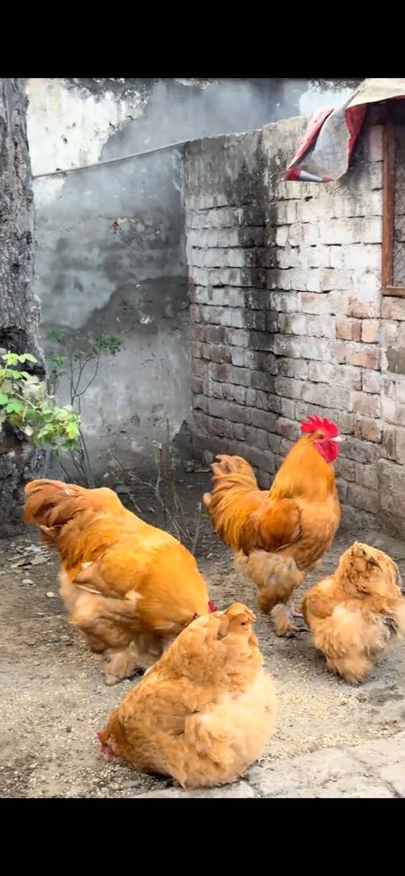 Heavy Buff Eggs Available 1
