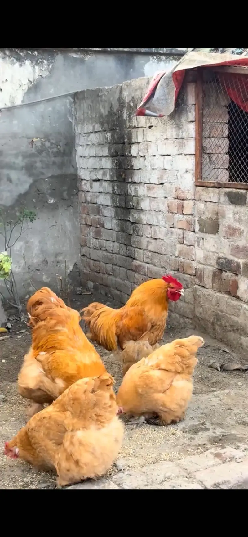 Heavy Buff Eggs Available — photo 3