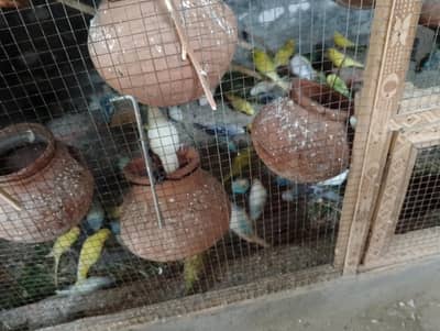 Australian parrots Avliable gujarkhan