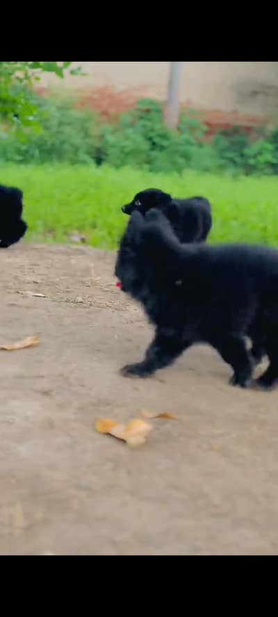 German Shepherd Mel aur female my WhatsApp 3026941=814