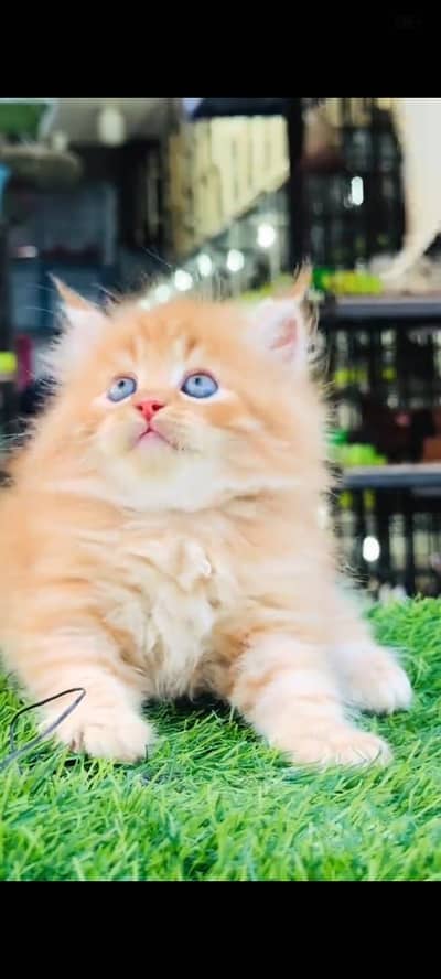 Quality Persian Punchface cat & kitten. moreWhatsApp 03704602354