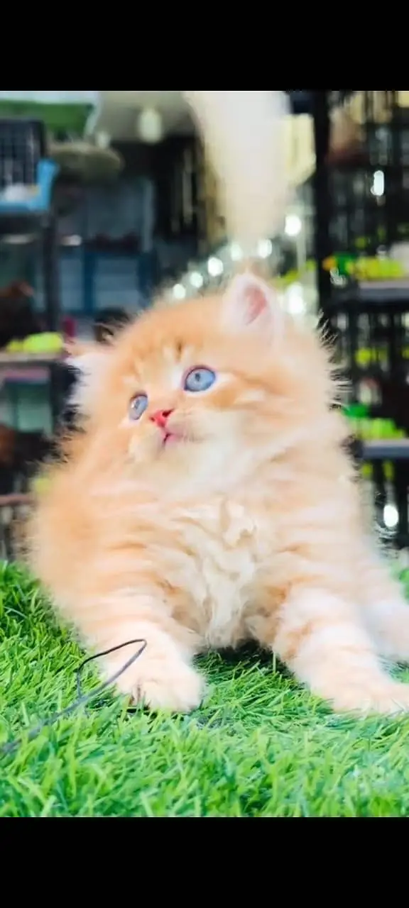 Quality Persian Punchface cat & kitten. moreWhatsApp 03704602354 — photo 4