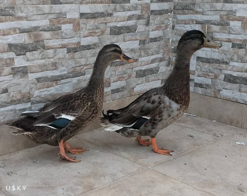 Quality Ducks 0